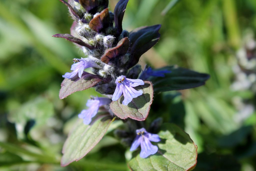 Settimo Rottaro (TO) - Ajuga reptans